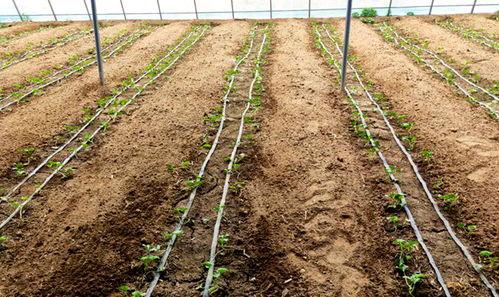 鲁山高中吃瓜,揭秘校园里的“瓜田”风云